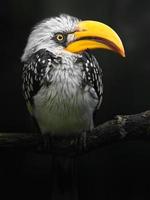 Eastern yellow-billed hornbill photo