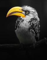 Eastern yellow-billed hornbill photo