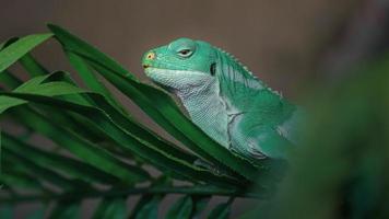 Fiji banded iguana photo