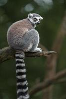 Ring tailed lemur photo