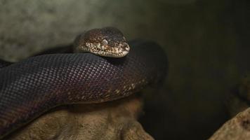 Macklot's python in terrarium
