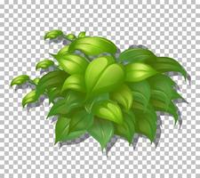 Tropical plant on grid background vector