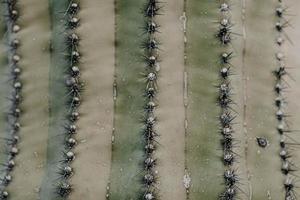 Closeup of a huge cactus with spines under the sunlight