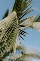 Primer plano vertical de hojas de palmera bajo la luz del sol