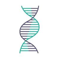 Right-handed DNA helix violet and turquoise color icon vector
