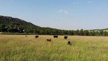 mucche al pascolo - erba verde video