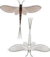 Ilustración realista de mayfly o shadfly o insecto mosca de pescado vector