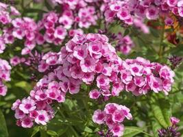 Pretty garden phlox Pink Flame flowers in a garden photo