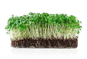 cultivo de micro brotes de rúcula verde con tierra en macetas aislado sobre fondo blanco. trazado de recorte foto