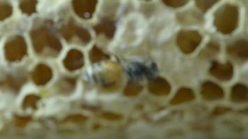 Bee macro and honeycomb