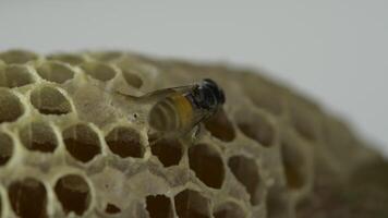 Bee macro and honeycomb video