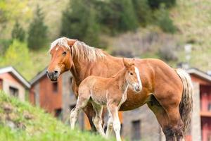 Foals on a summer pasture. photo