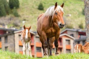 Foals on a summer pasture. photo