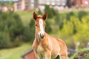 Foals on a summer pasture. photo