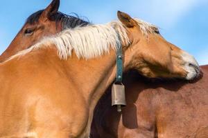 Etapa rural con caballos en los campos de canillo en andorra foto