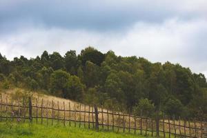 Autumn forest in cloudy weather photo