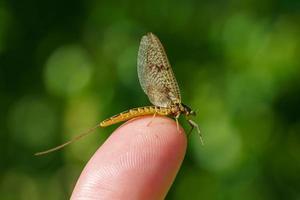Close up of a mayfly sitting on my finger photo
