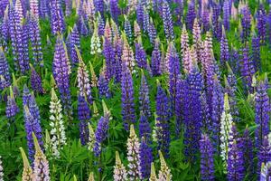Dense field of blue and pink lupine flowers