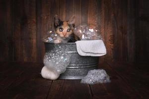 Kittens in Washtub Getting Groomed By Bubble Bath photo