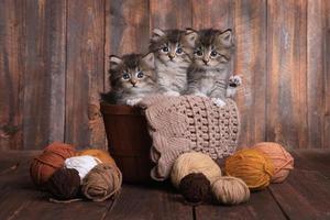 gatitos con ovillos de lana en estudio foto