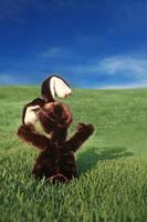 Brown Easter Bunny in a Grass Field photo