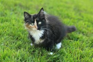 Adorable gatito doméstico de pelo largo con cara dividida