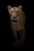 León hembra caminando en fondo oscuro