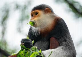 Red shanked Douc Langur photo