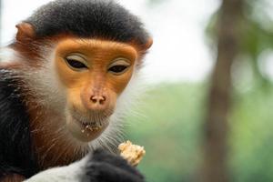 Red shanked Douc Langur photo