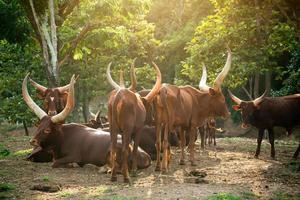 manada de ganado watusi foto