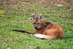 lobo de crin chrysocyon brachyurus foto