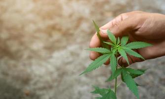 Hand holding marijuana leafs