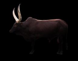 male ankole watusi in dark background photo