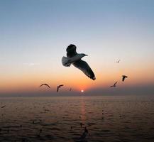 seagulls flying over the sea at sunset photo