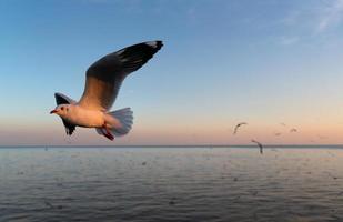 seagulls flying over the sea at sunset photo