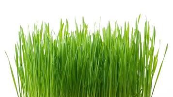 Green wheat grass isolated on white background photo