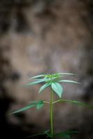 hojas frescas de marihuana foto