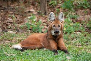 Maned wolf Chrysocyon brachyurus photo