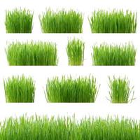 Green wheat grass isolated on white background photo