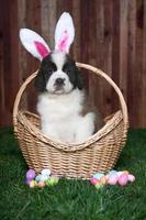 retrato de cachorro de san bernardo con temática de pascua foto