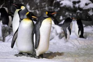 pingüinos emperador pasando el rato juntos foto
