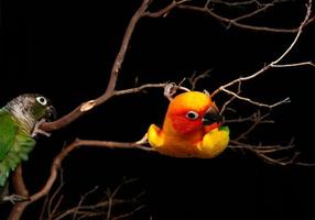 Playful Conures on Black Background photo