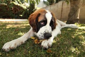 Saint Bernard Puppy Lying in the Grass Outdoors photo