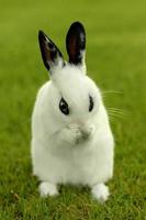 White Bunny Rabbit Outdoors in Grass photo