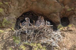 Great Horned Owl Nest in the Side of a Mountain photo