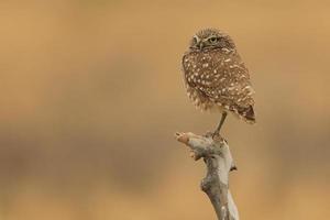 Burrowing Juvenile Owls in Southern California in Their Wild Habitat photo