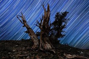 paisaje pintado de luz de estrellas en pinos bristlecone foto