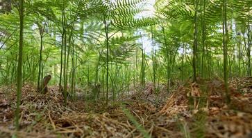 Fern Fantasy Forest photo