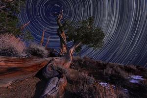 Exposición nocturna estelas de estrellas del cielo en bristlecone pines california