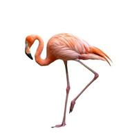 american flamingo bird Phoenicopterus ruber isolated on white photo